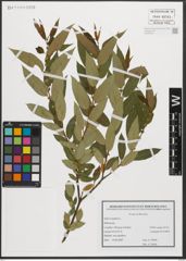 Foto von Salix triandra L.